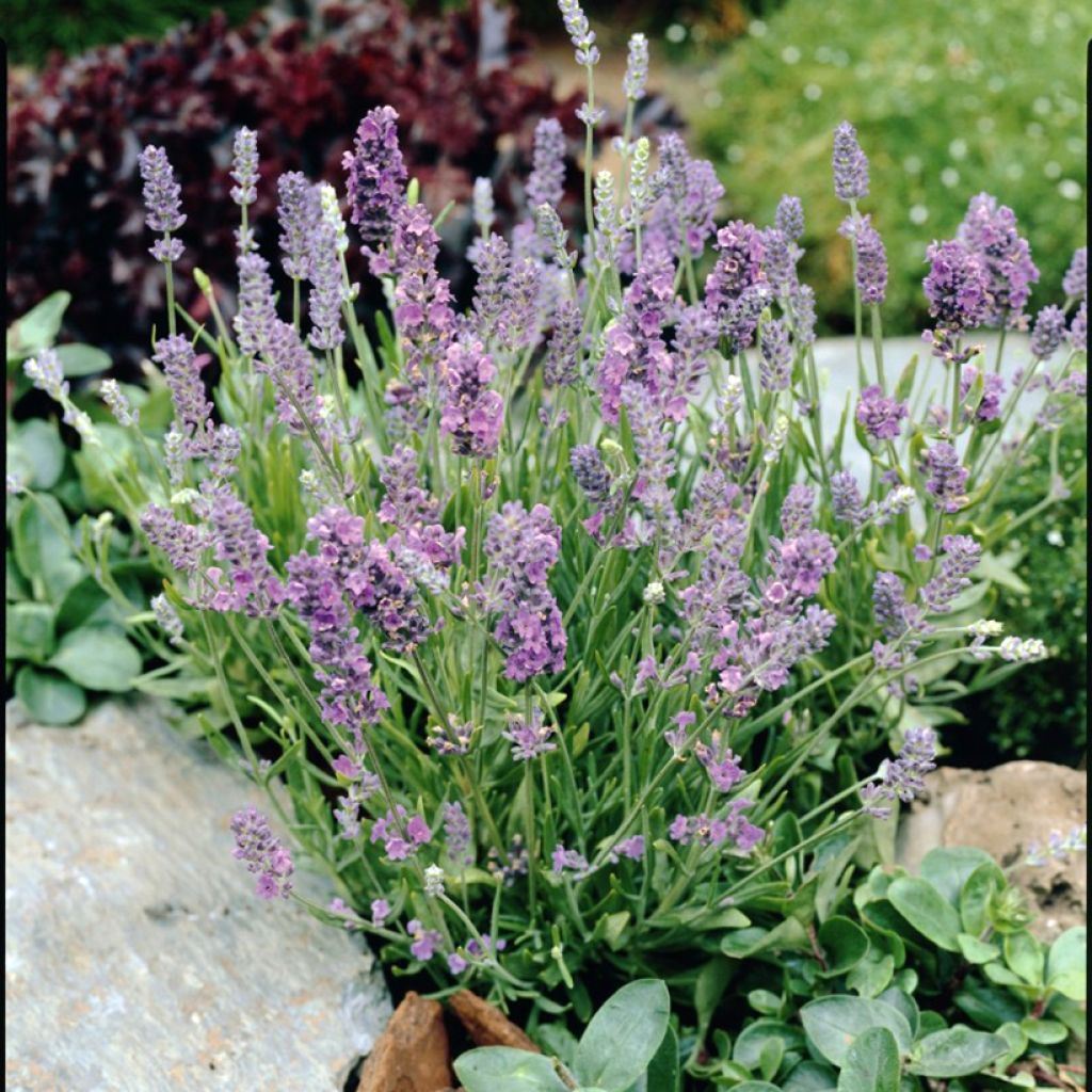 Lavandula angustifolia Ellagance Sky (Samen) - Echter Lavendel