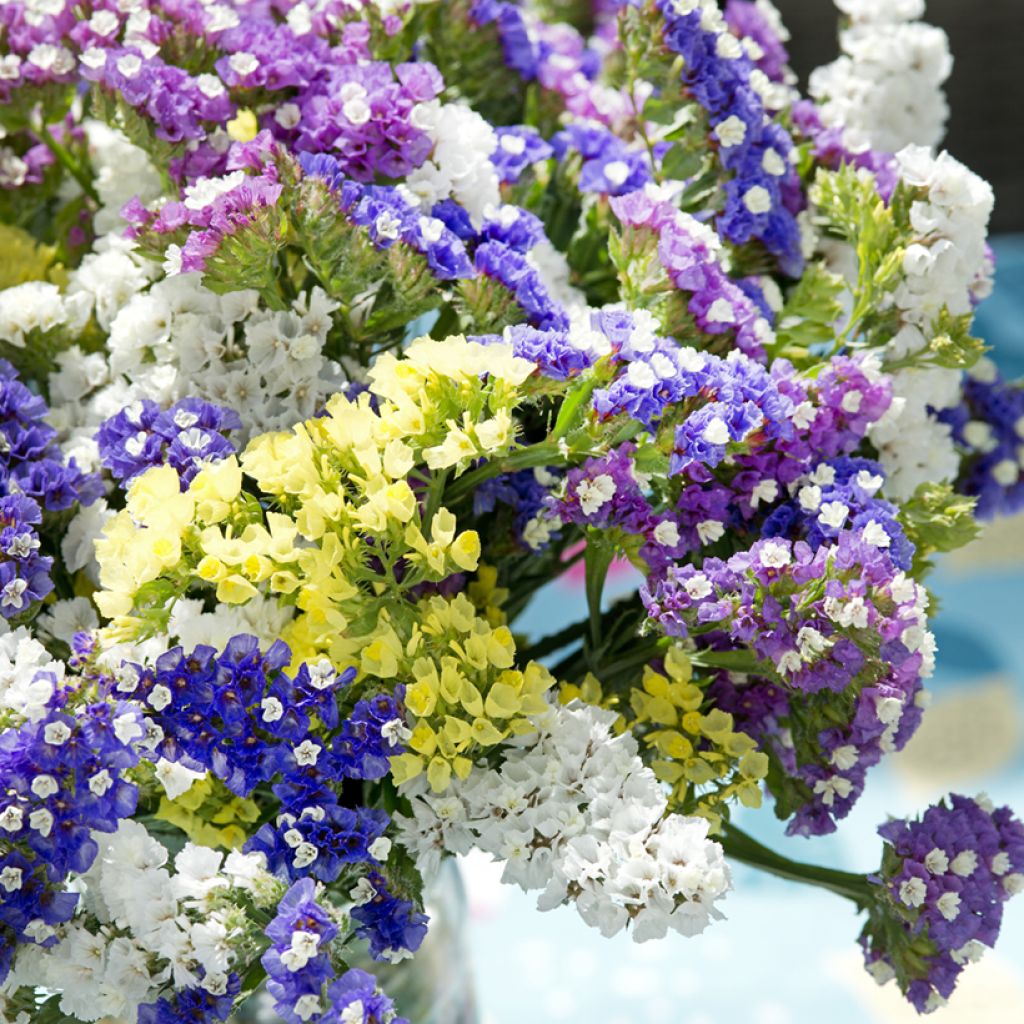 Geflügelter Strandflieder Forever Mixed (Samen) - Limonium