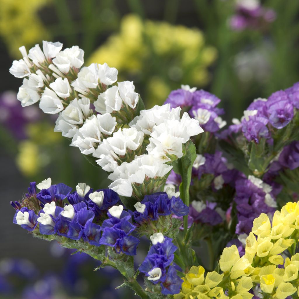 Geflügelter Strandflieder Forever Mixed (Samen) - Limonium