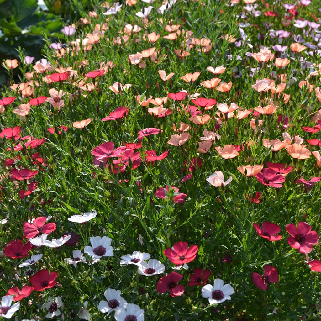 Großblütiger Lein Charmer Mix (Samen) - Linum