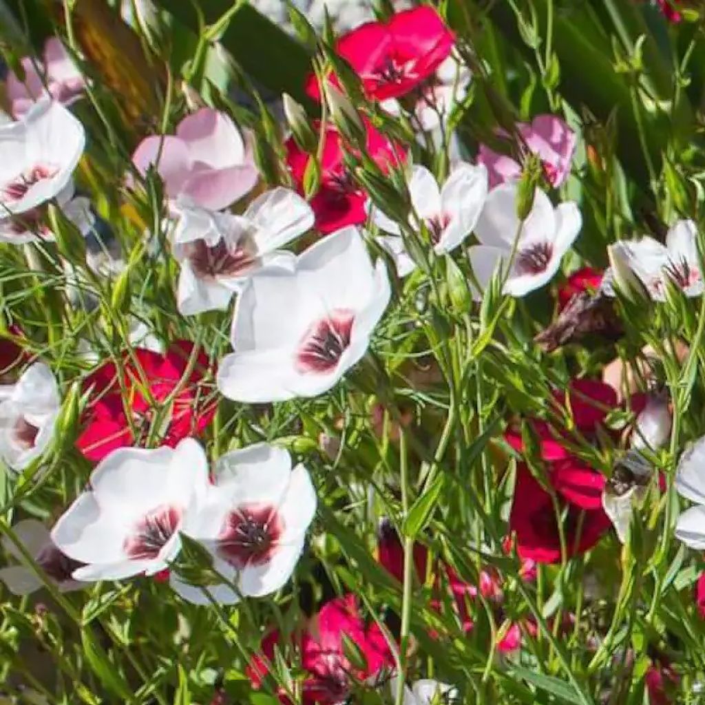 Großblütiger Lein Charmer Mix (Samen) - Linum