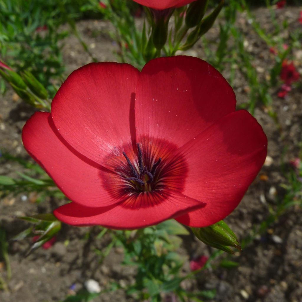 Großblütiger Lein Rubrum (Samen) - Linum