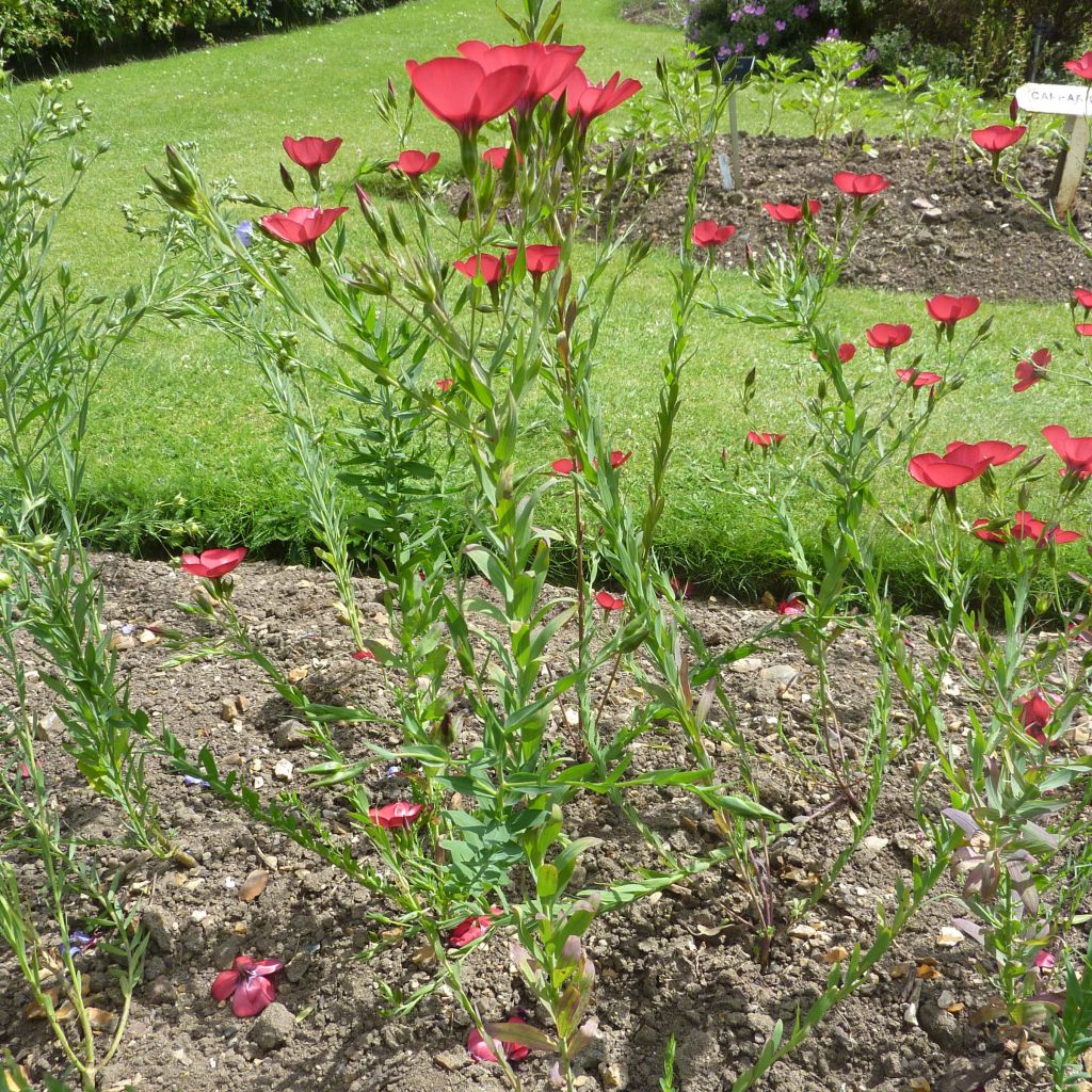 Graines de Lin rouge - Linum grandiflorum Rubrum