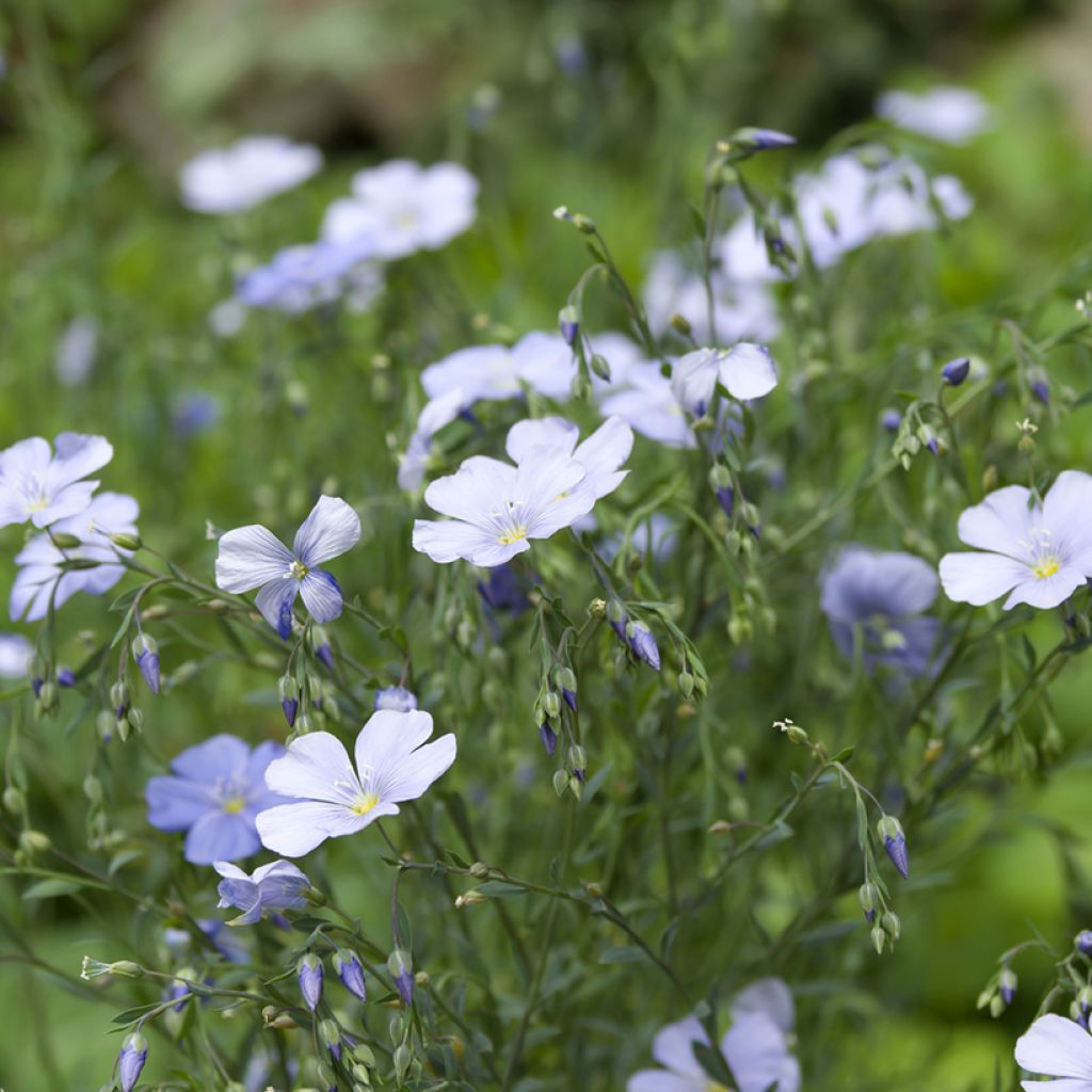 Stauden-Lein (Samen) - Linum perenne