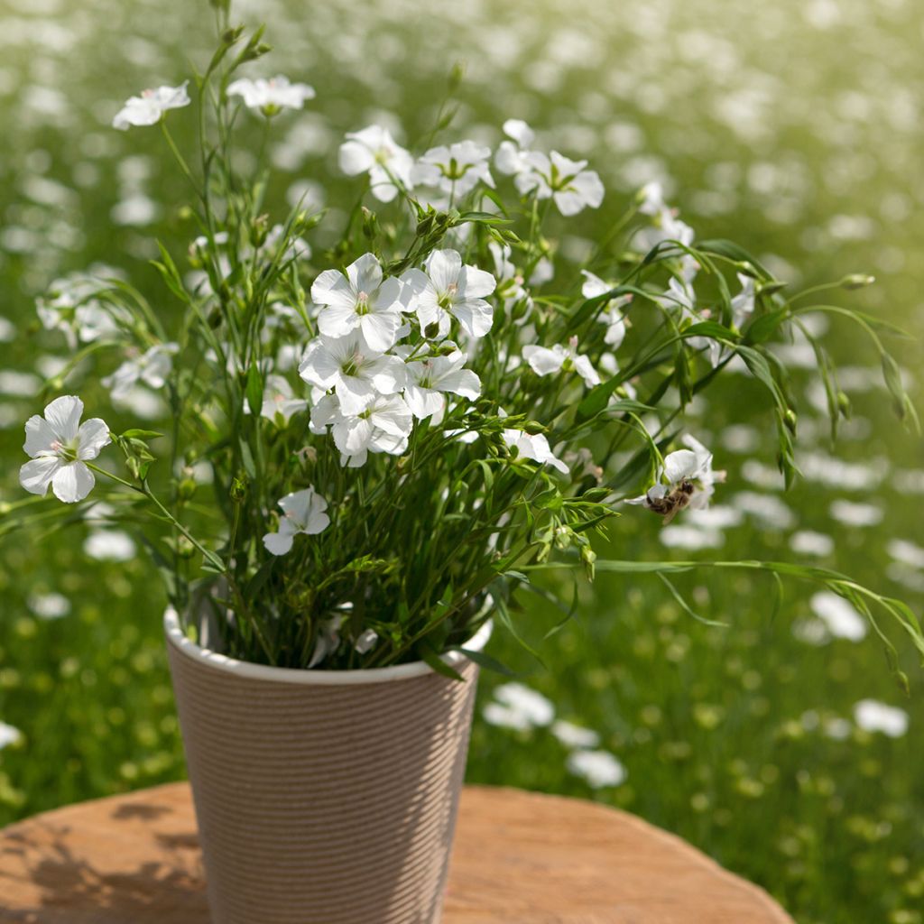 Stauden-Lein Diamant (Samen) - Linum perenne