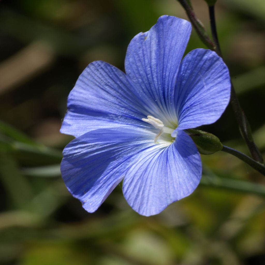 Stauden-Lein Saphir bleu (Samen) - Linum perenne