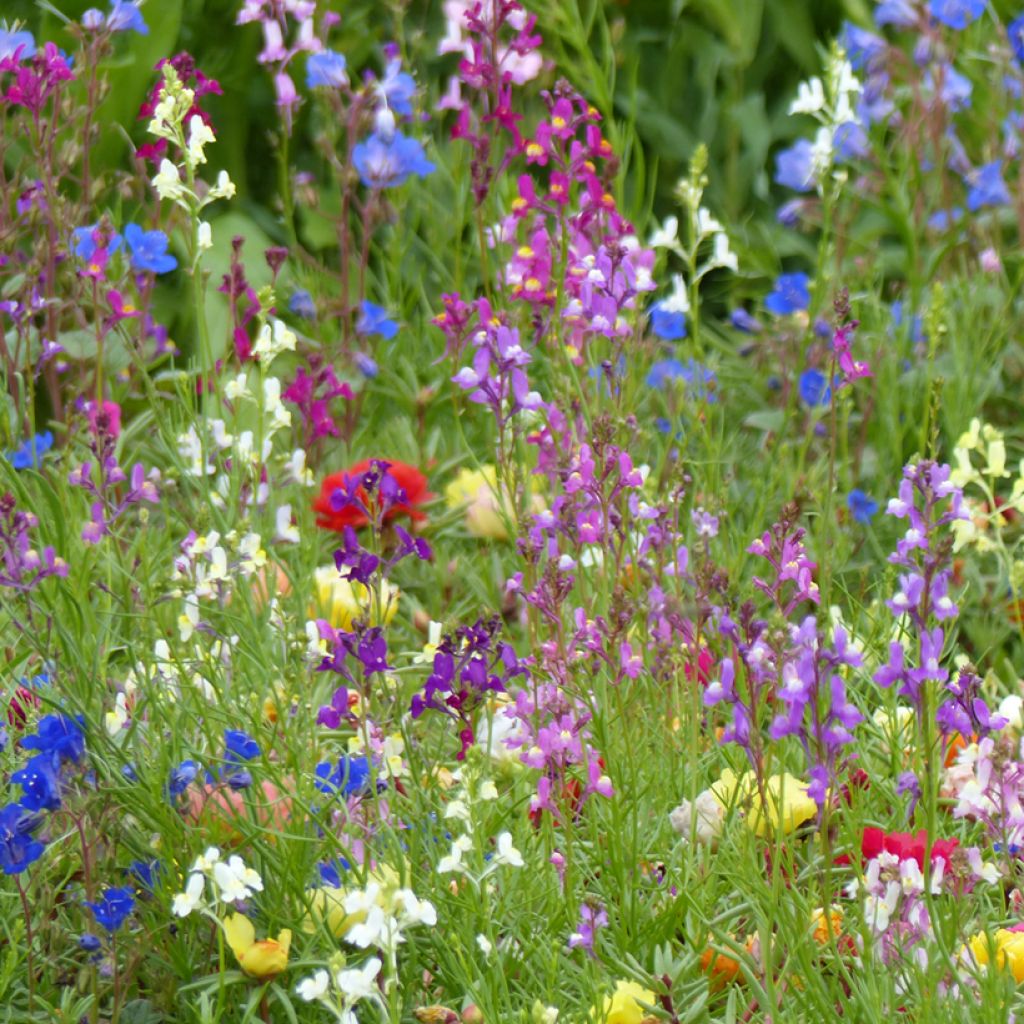 Purpur-Leinkraut Fairy Bouquet mix (Samen) - Linaria maroccana