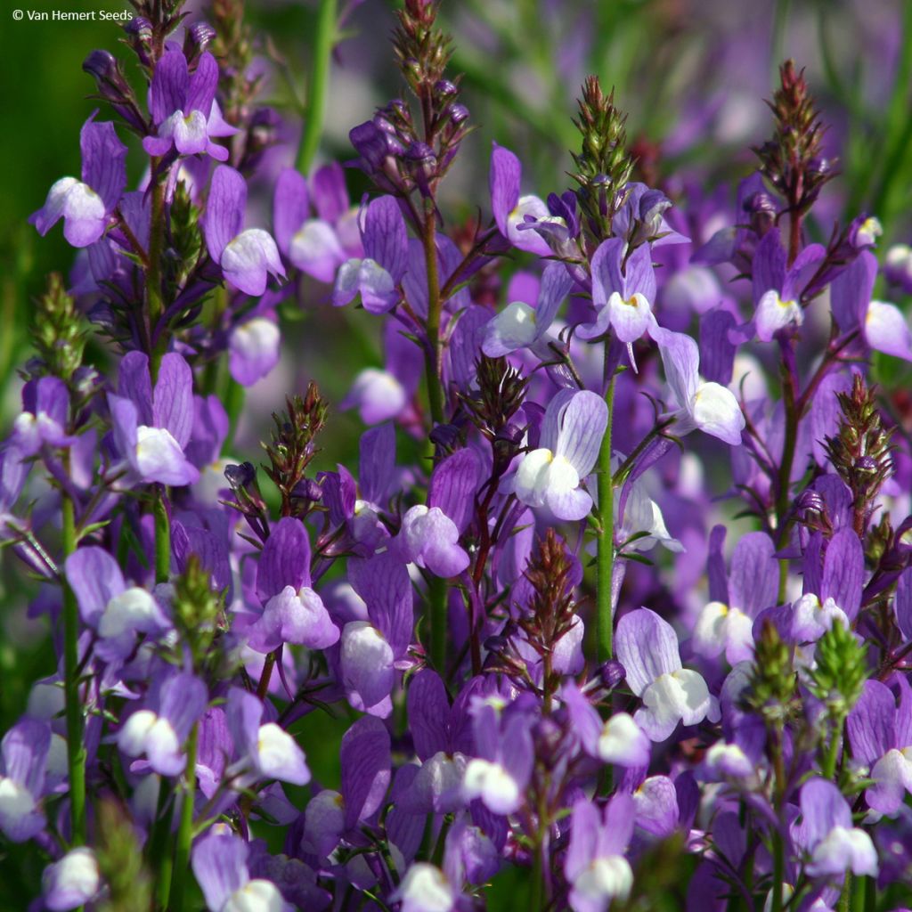 Marokkanisches Leinkraut Licilia Azure (Samen) - Linaria maroccana