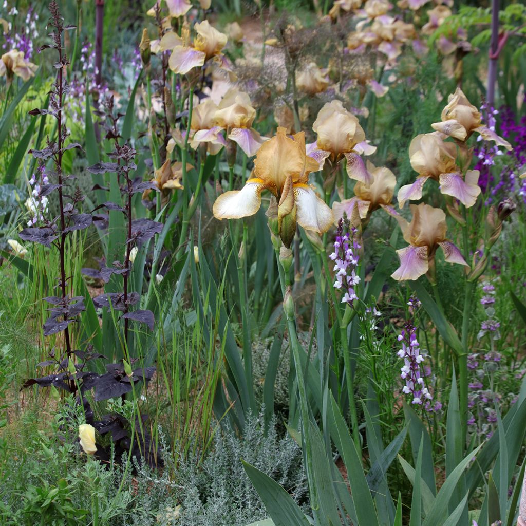 Marokkanisches Leinkraut Licilia Azure (Samen) - Linaria maroccana