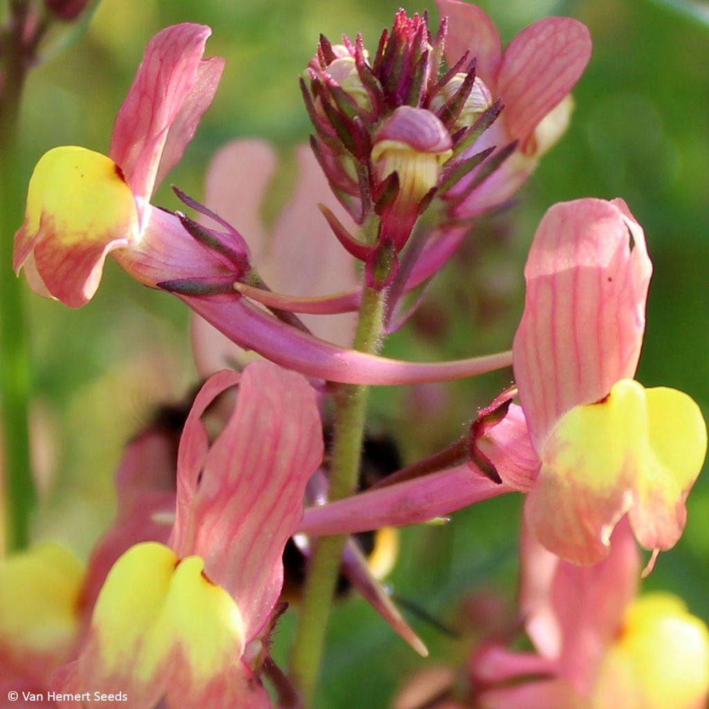 Marokkanisches Leinkraut Licilia Peach (Samen) - Linaria maroccana