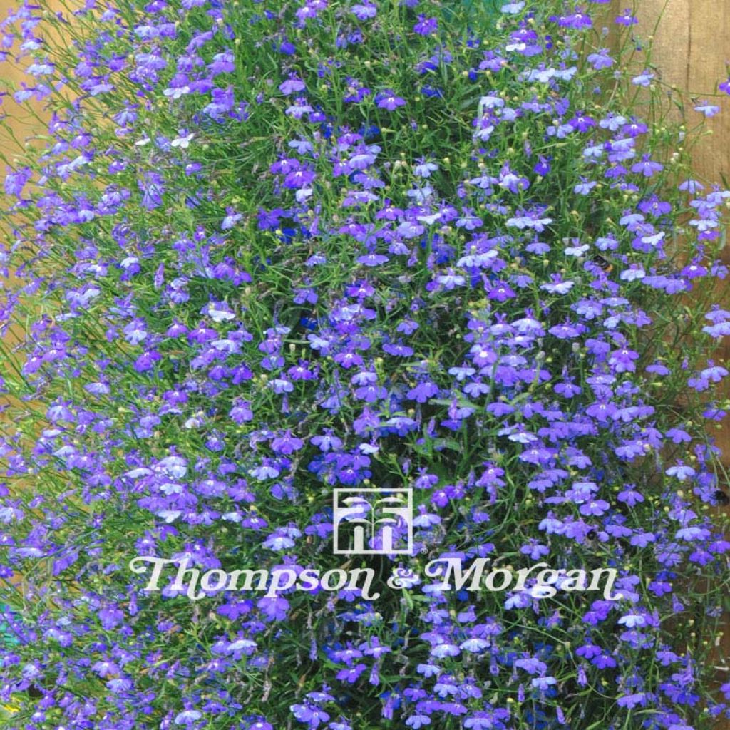 Lobelia erinus pendula Sapphire Cascade (Samen) - Lobelie