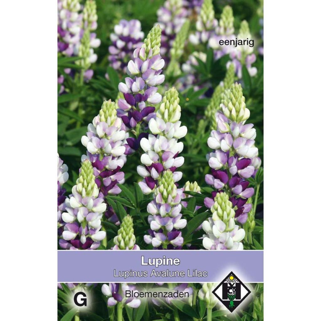 Lupine Avalune Lilac (Samen) - Lupinus hartwegii