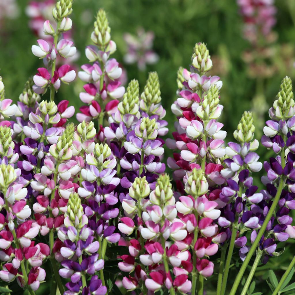 Lupine Avalune Bicolours Mix (Samen) - Lupinus hartwegii