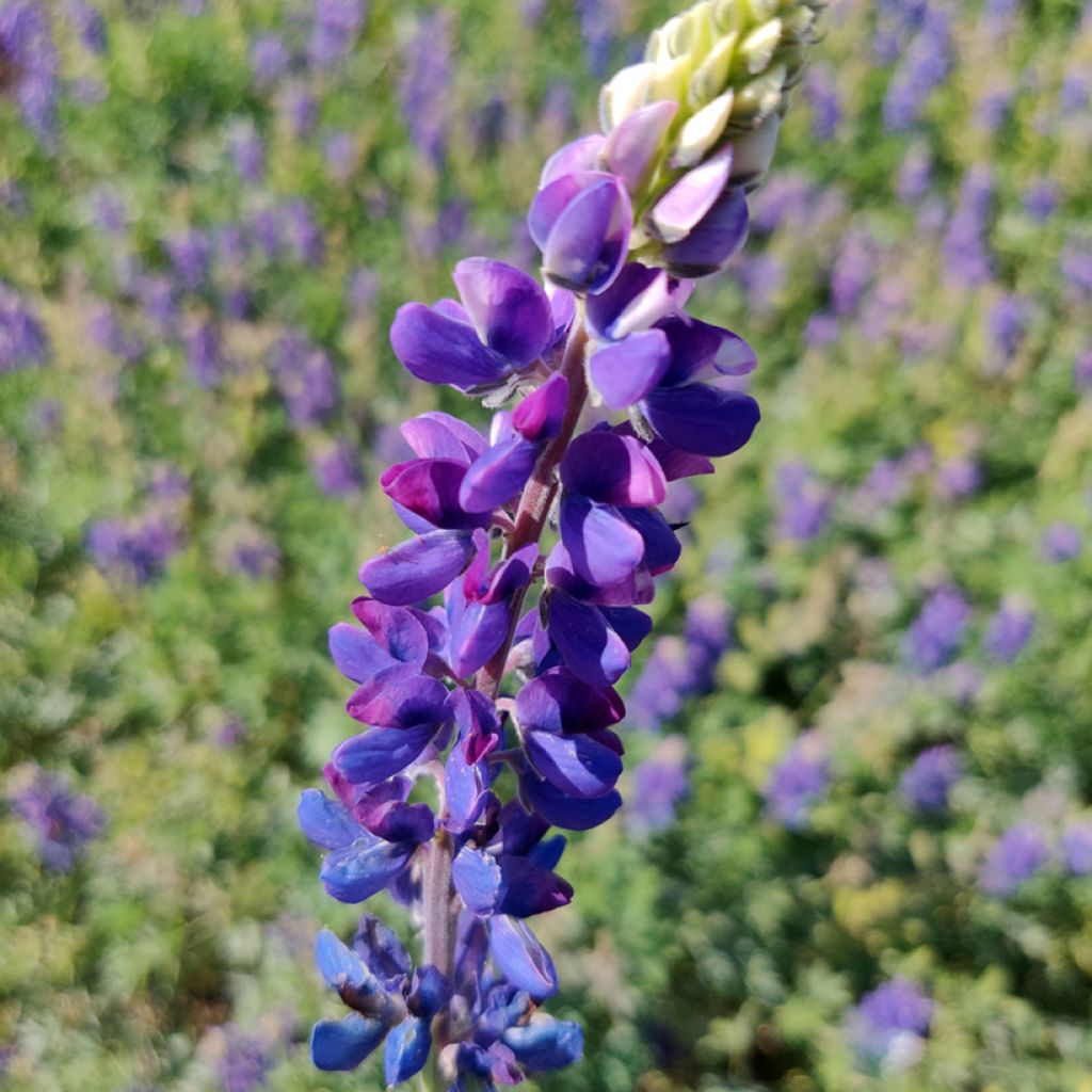 Lupine Avalune Blue (Samen) - Lupinus hartwegii