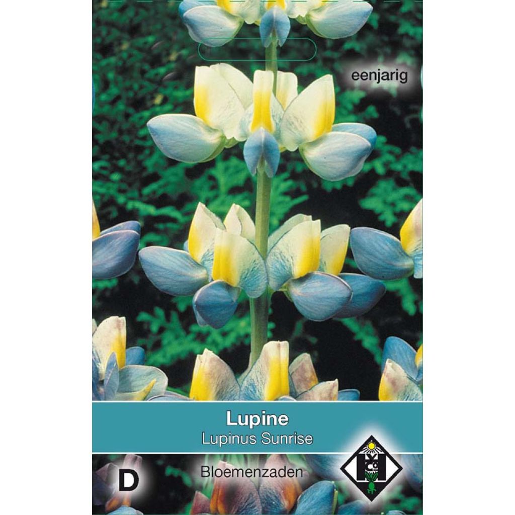 Lupine Sunrise (Samen) - Lupinus cruickshankii