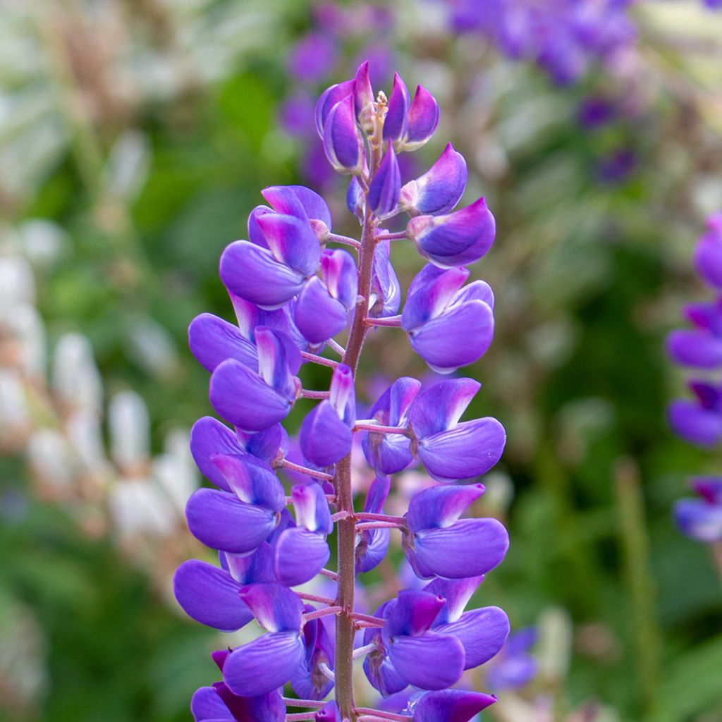 Ausdauernde Lupine (Samen) - Lupinus perennis