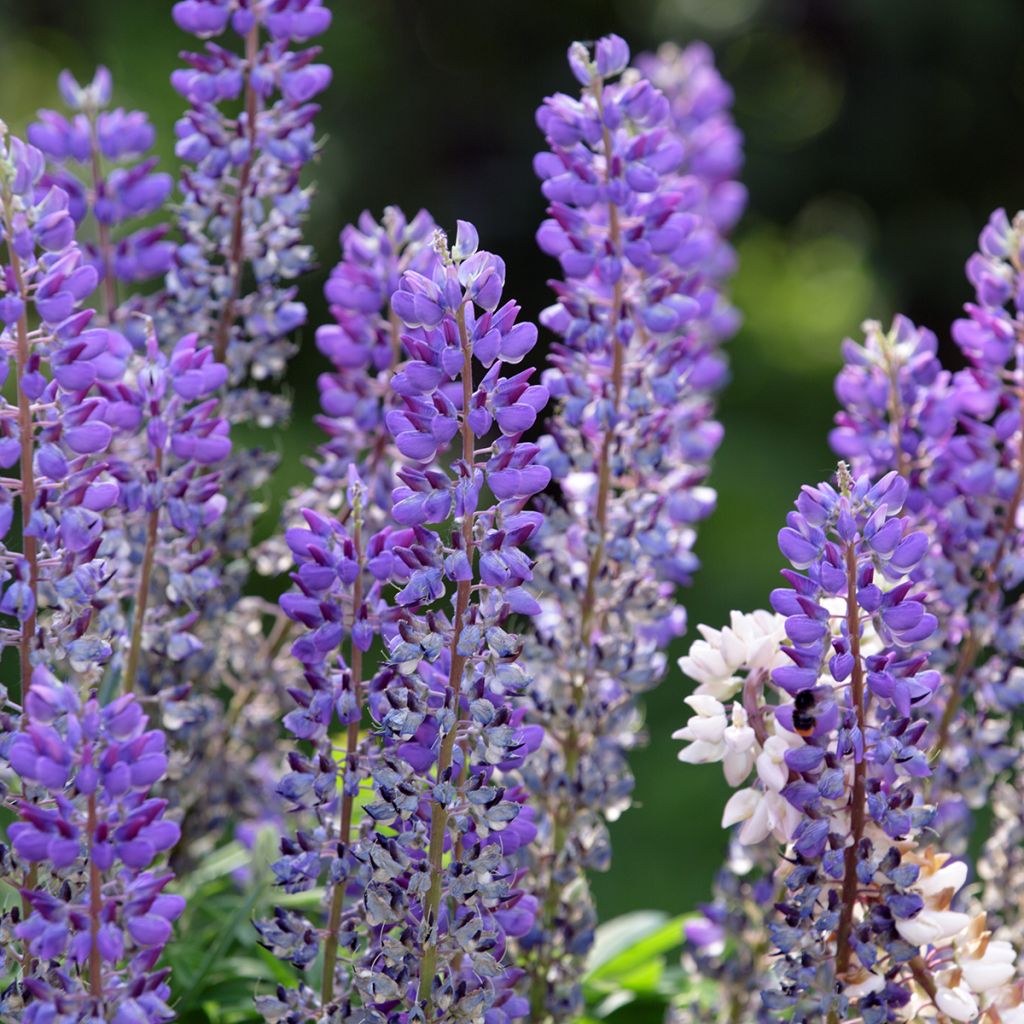 Ausdauernde Lupine (Samen) - Lupinus perennis