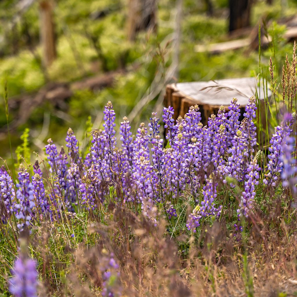 Ausdauernde Lupine (Samen) - Lupinus perennis