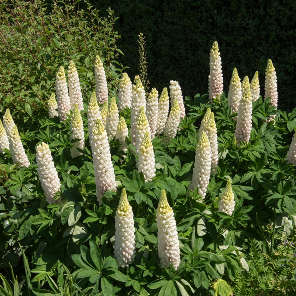 Vielblättrige Lupine Russell Hybrids Noble Maiden (Samen)