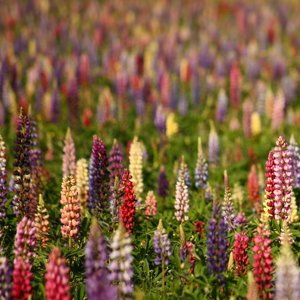 Vielblättrige Lupine Russell Hybrids Mix (Samen)