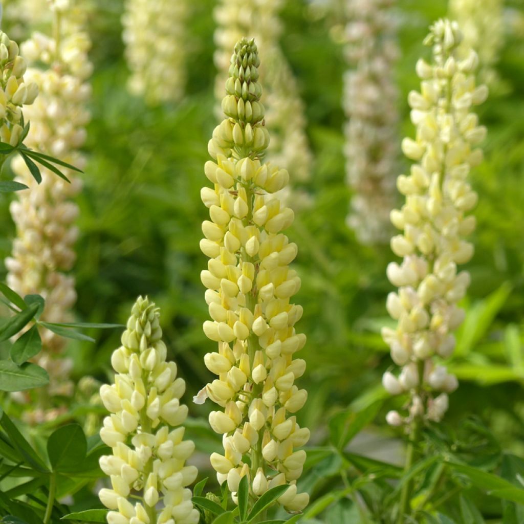 Staudenlupine Chandelier (Samen)