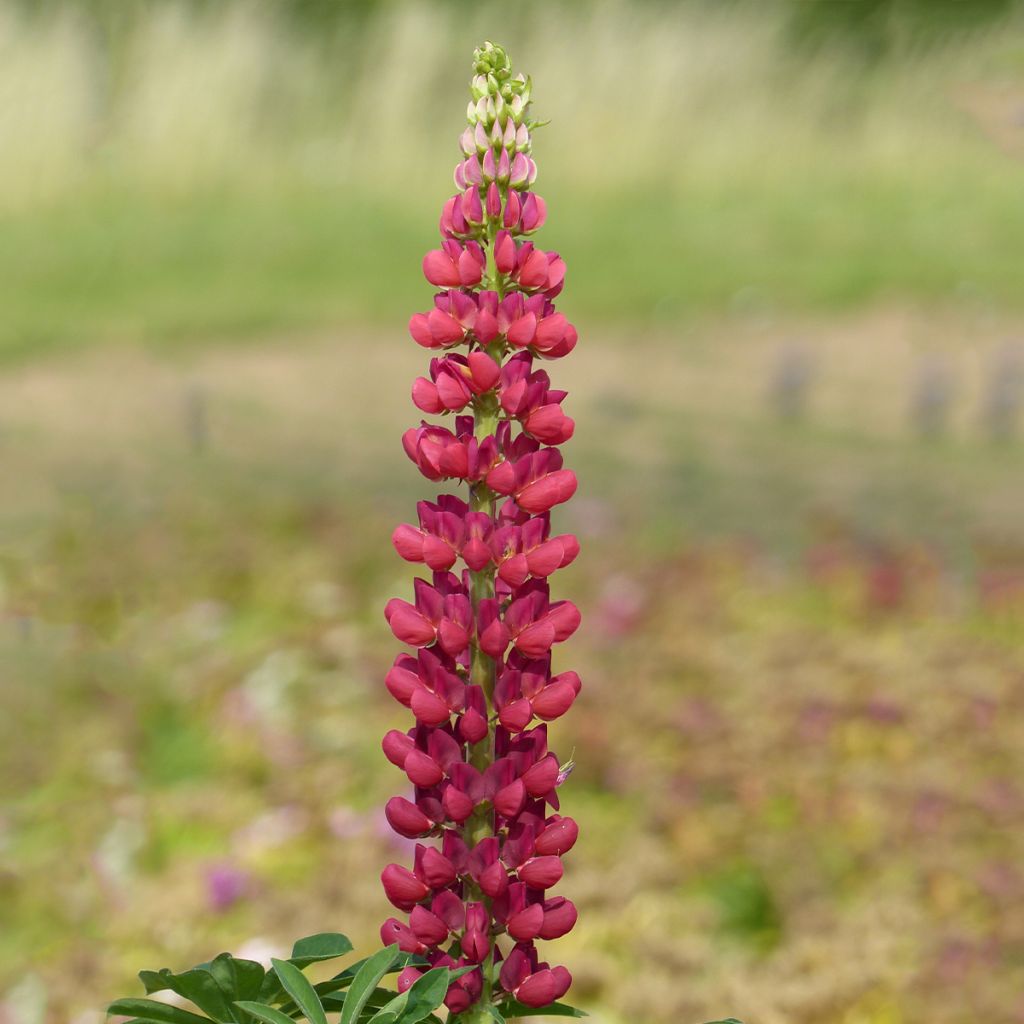 Vielblättrige Lupine Russell Hybrids Mon Château rouge (Samen)