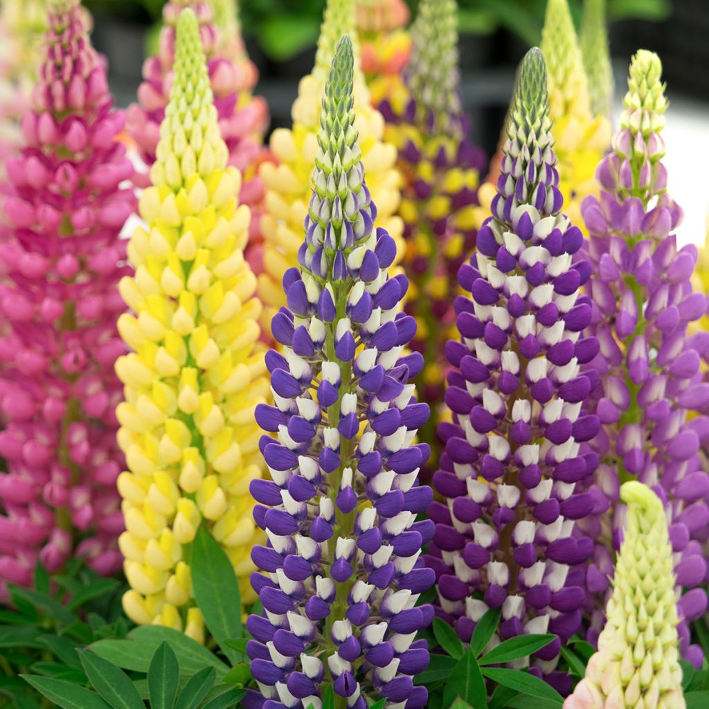 Staudenlupine Mini Gallery Extra Mixture untreated (Samen)