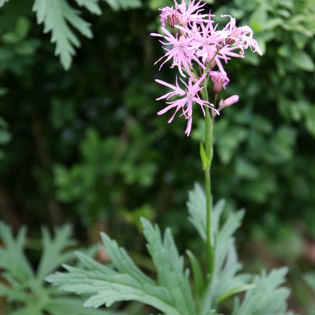 Kuckucks-Lichtnelke (Samen) - Lychnis flos-cuculi