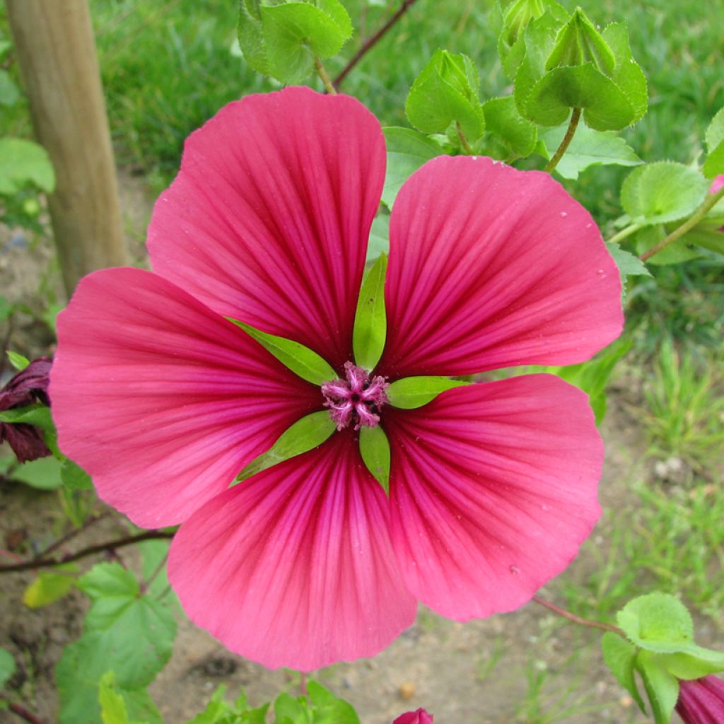 Graines de Malope trifida Mix Purple BIO