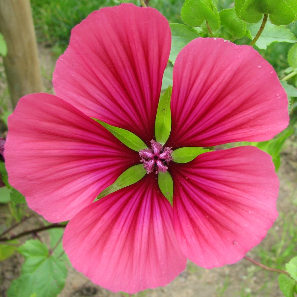 Graines de Malope trifida Mixed - Malope en mélange