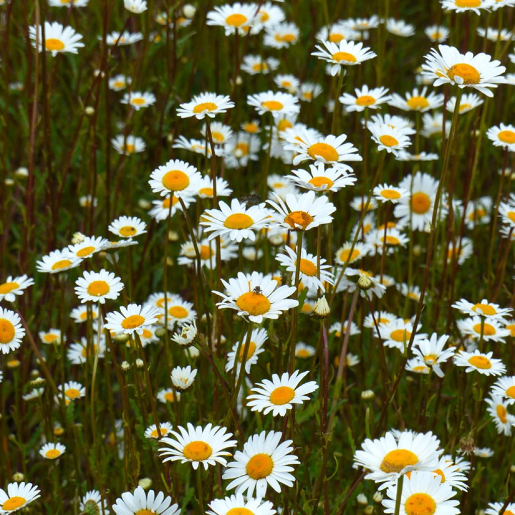 Magerwiesen-Margerite (Samen) BIO - Leucanthemum vulgare