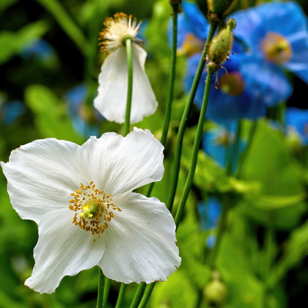 Meconopsis baileyi Alba (Samen) - Scheinmohn