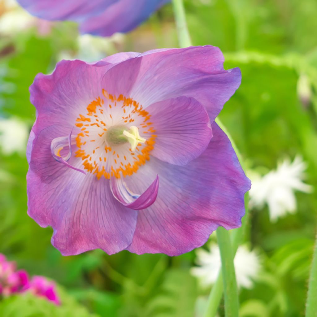 Graines de Meconopsis baileyi Hensol Violet - Pavot de l'Himalaya mauve