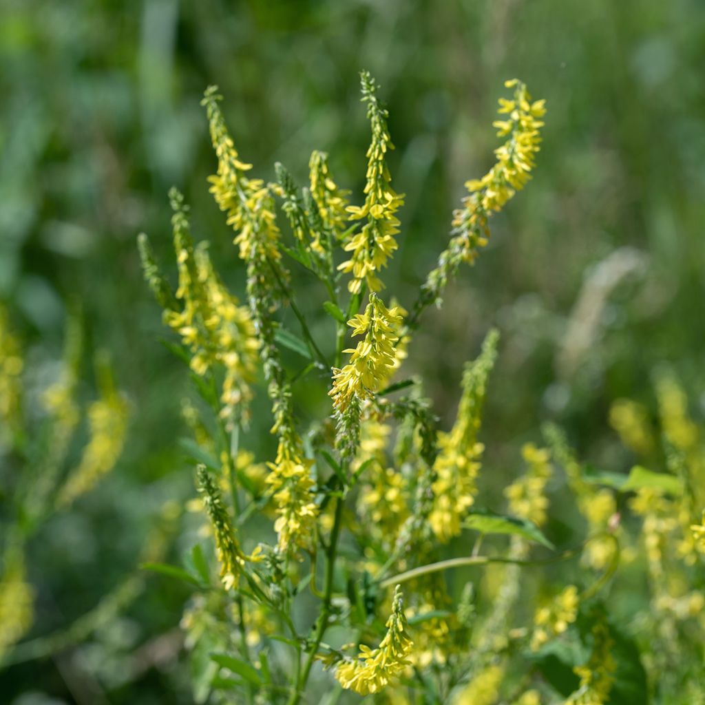 Echter Steinklee - Melilotus officinalis