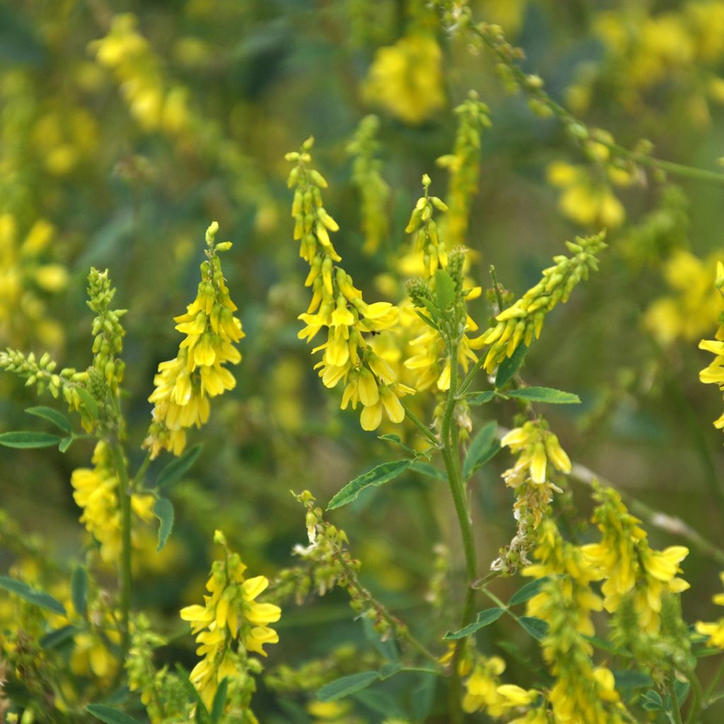 Echter Steinklee - Melilotus officinalis