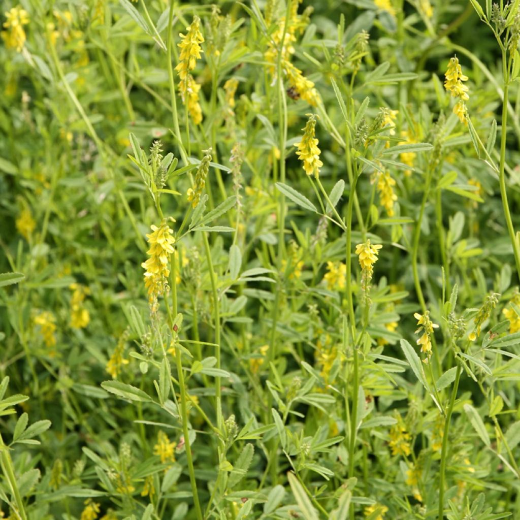 Echter Steinklee - Melilotus officinalis