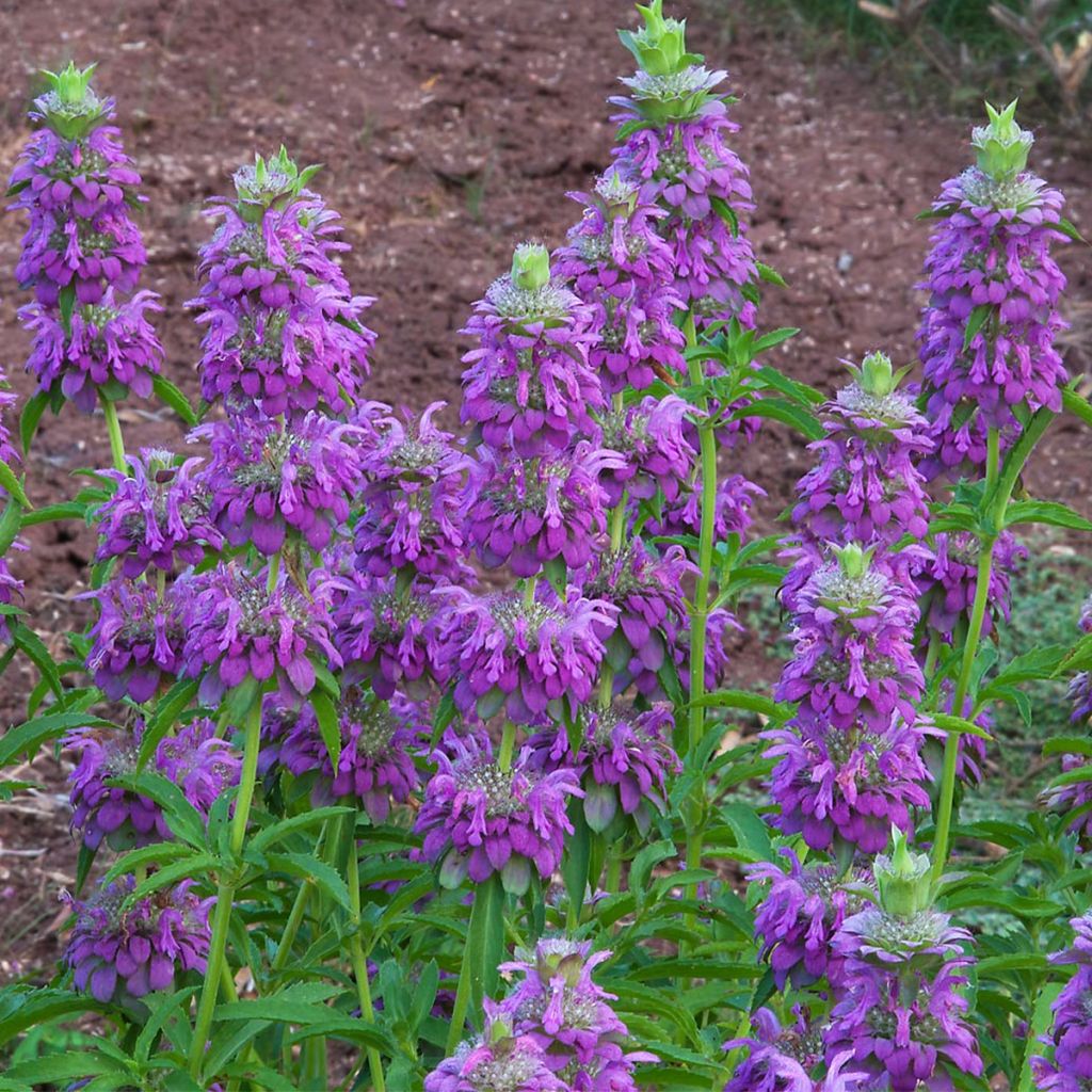 Monarda citriodora subsp. austromontana Bees Favourite - Indianernessel