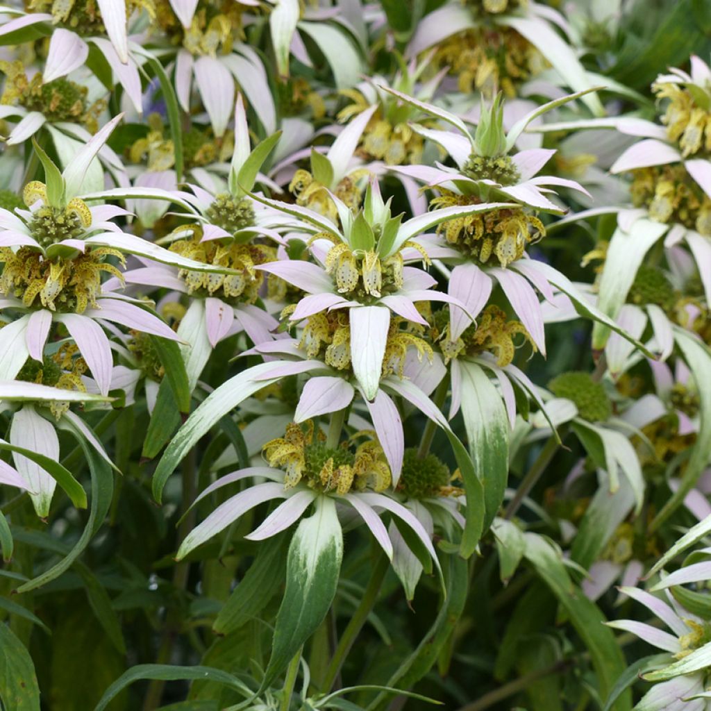 Monarda punctata (Samen) - Pferdeminze