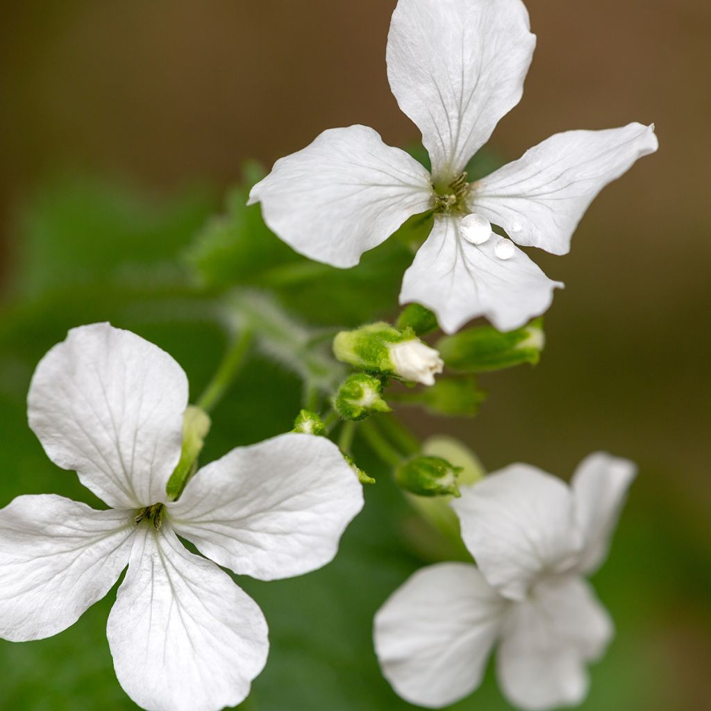 Silberblatt Alba (Samen) - Lunaria annua