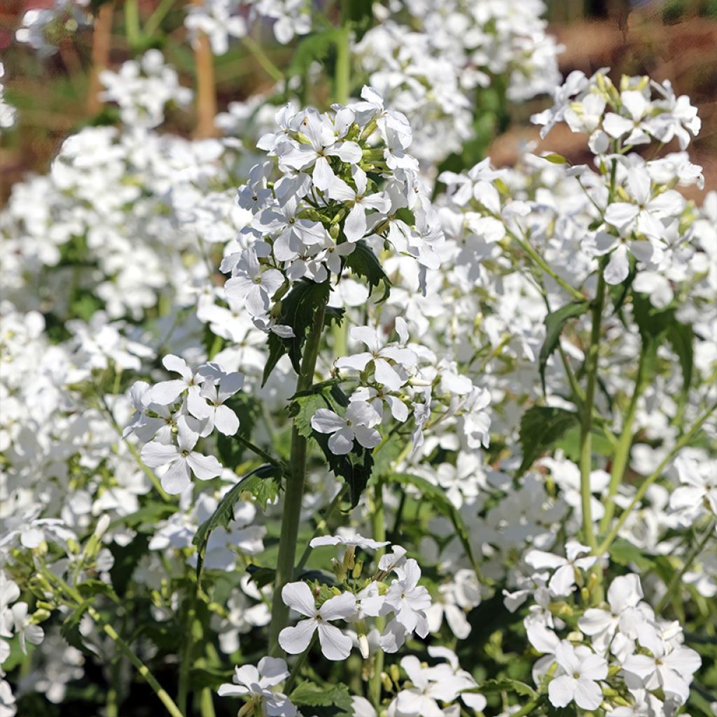 Silberblatt Alba (Samen) - Lunaria annua