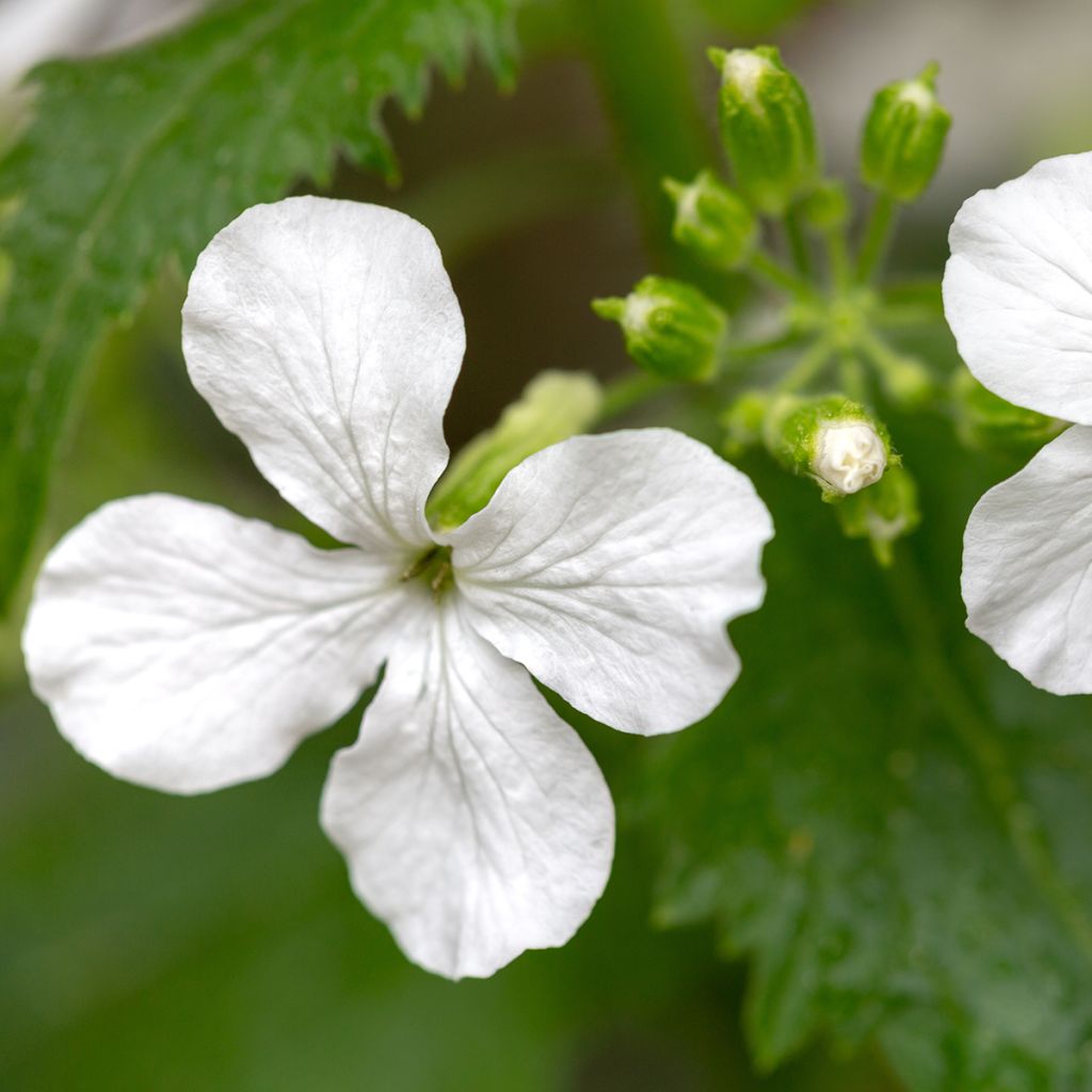 Silberblatt Alba (Samen) - Lunaria annua