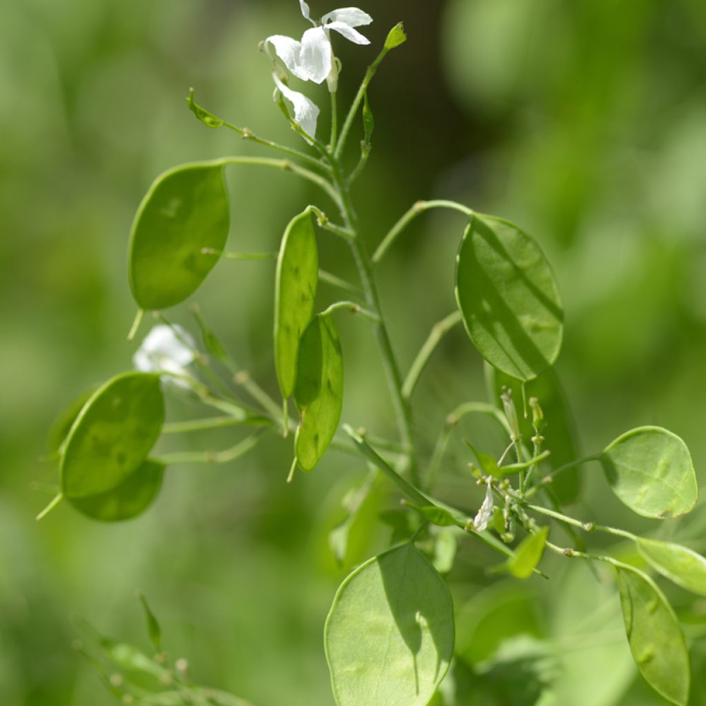 Silberblatt (Samen) - Lunaria annua