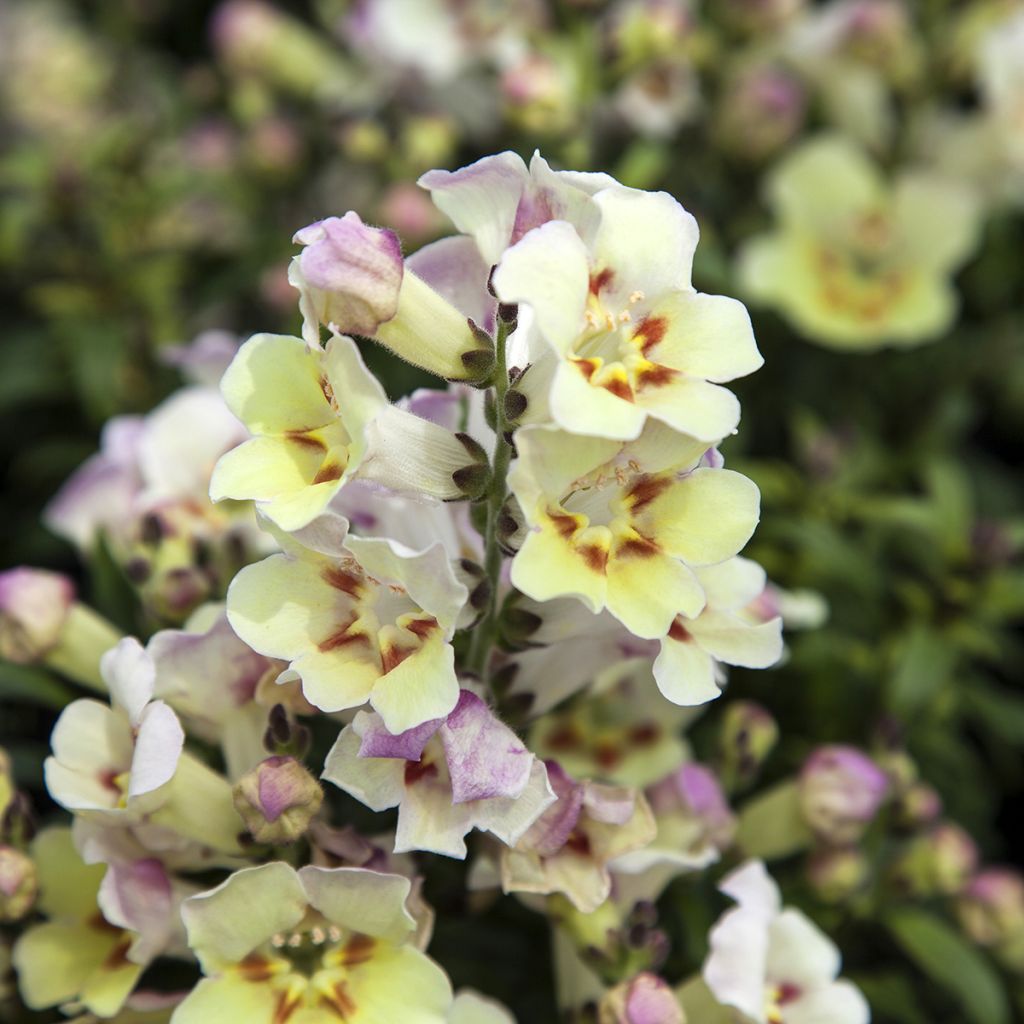 Löwenmäulchen Antiquity Lemon (Samen) - Antirrhinum