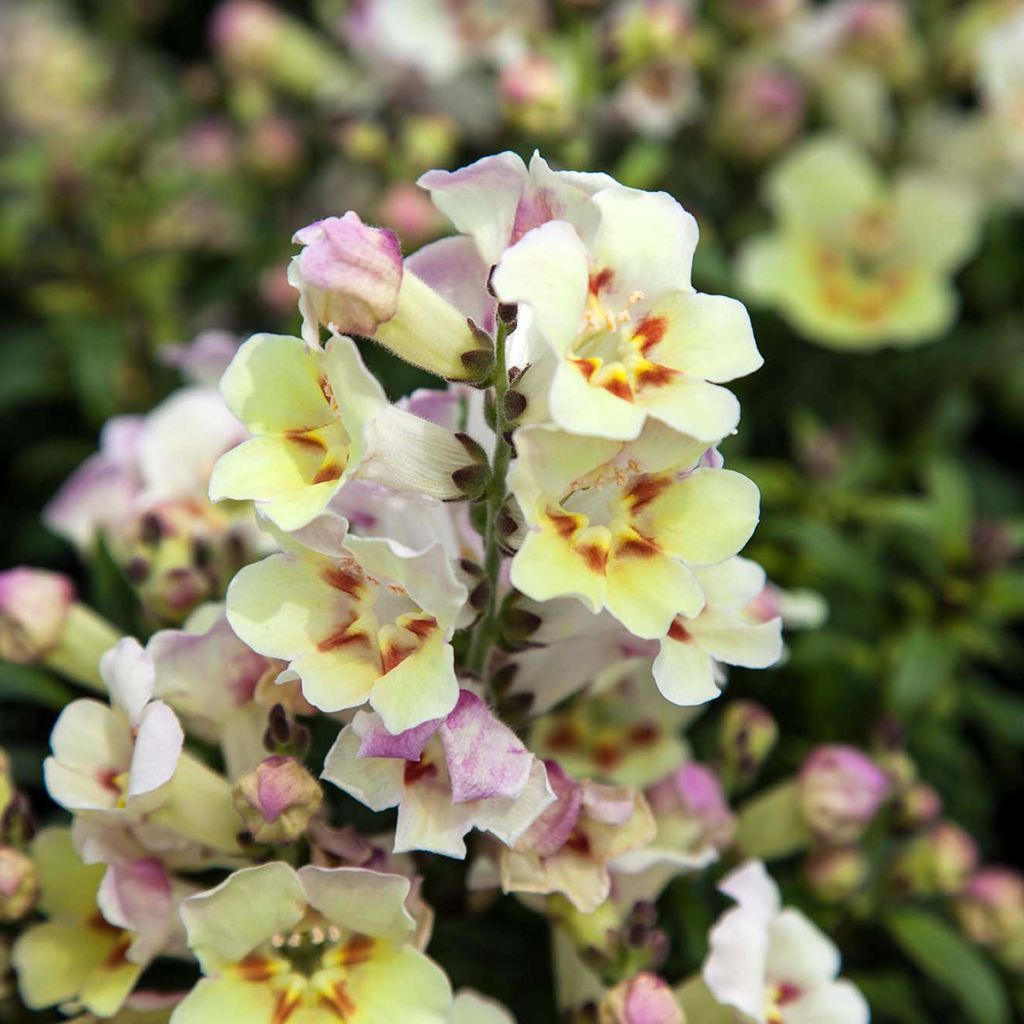 Löwenmäulchen Antiquity Lemon (Samen) - Antirrhinum