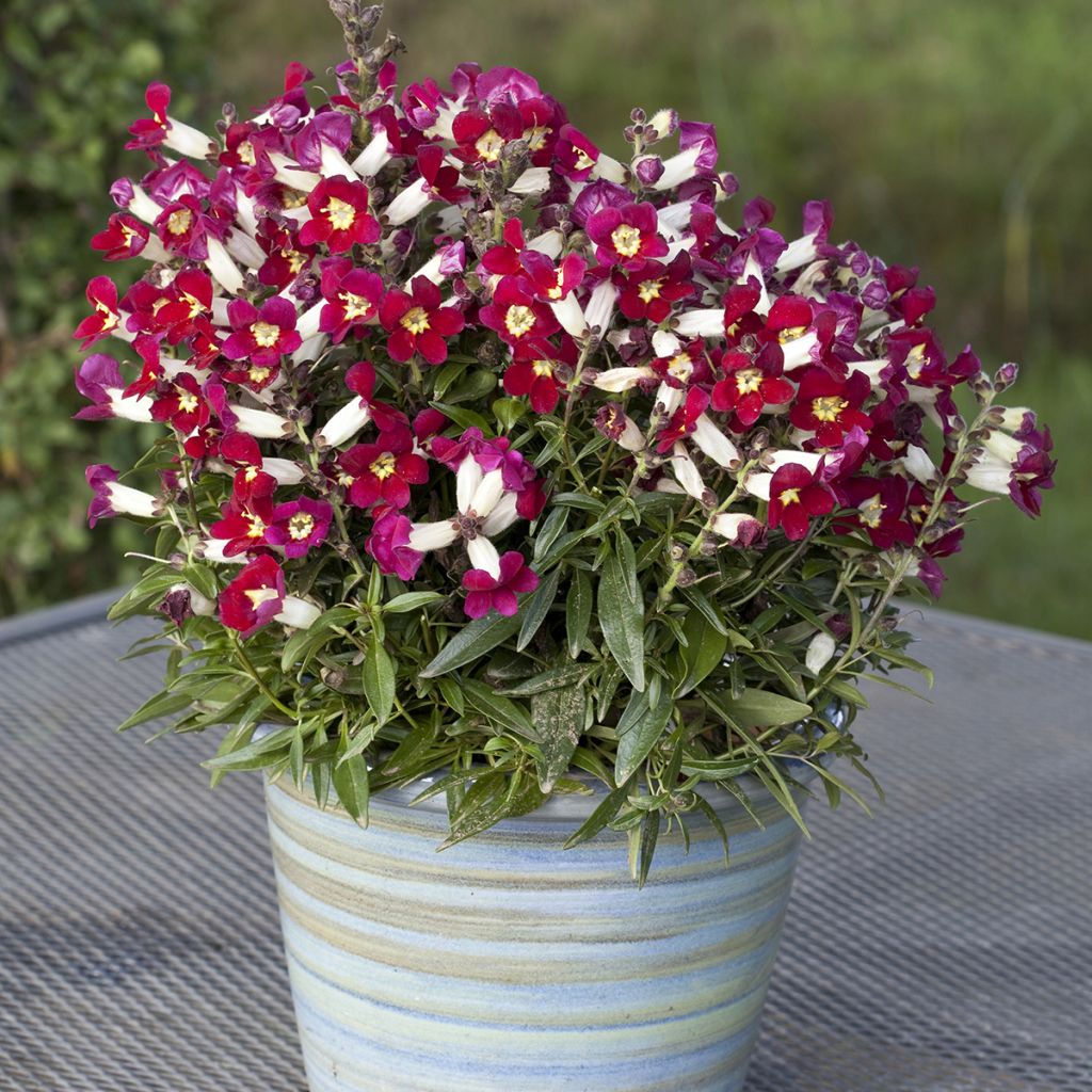 Löwenmäulchen Antiquity Red Bicolour (Samen) - Antirrhinum