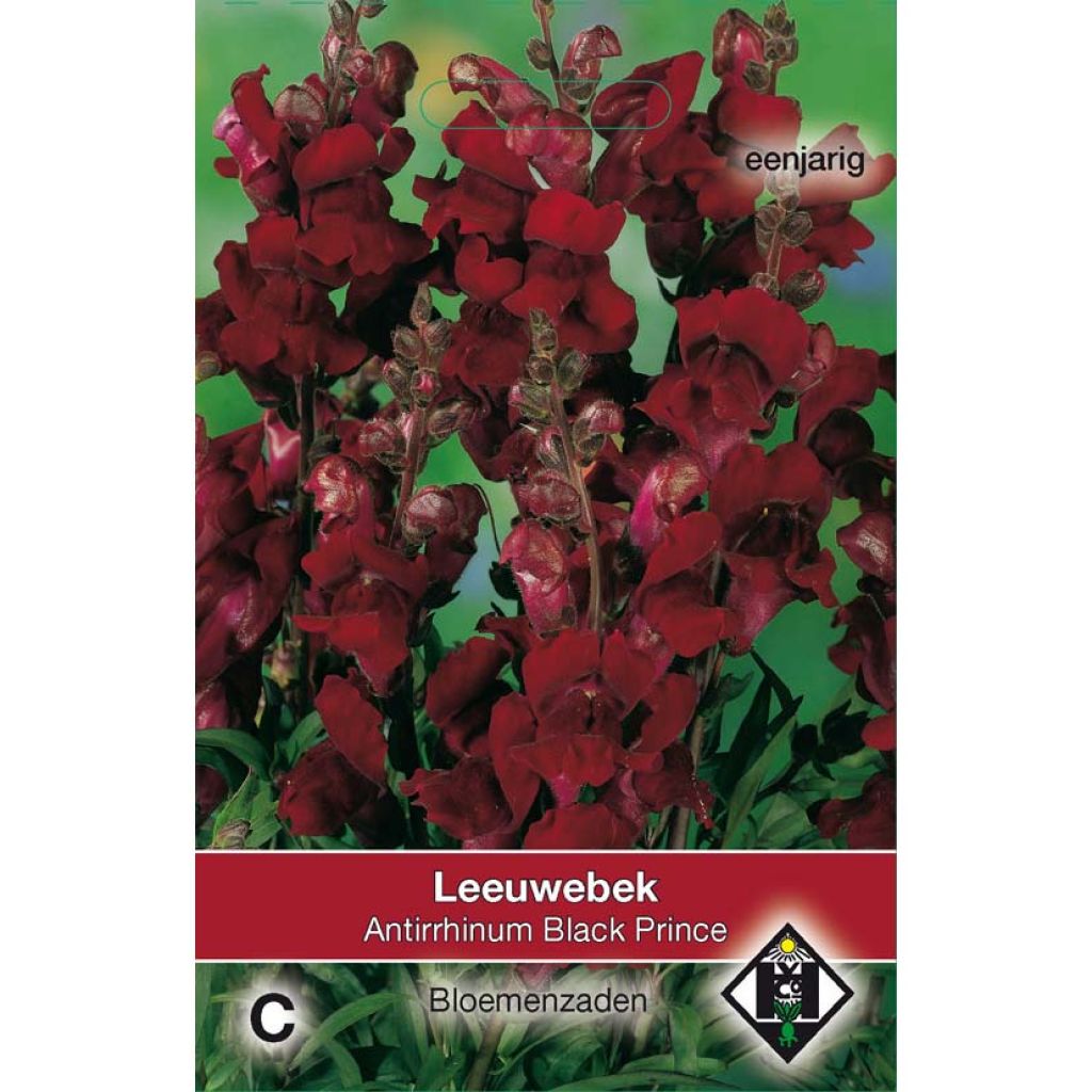 Löwenmäulchen Black Prince (Samen) - Antirrhinum