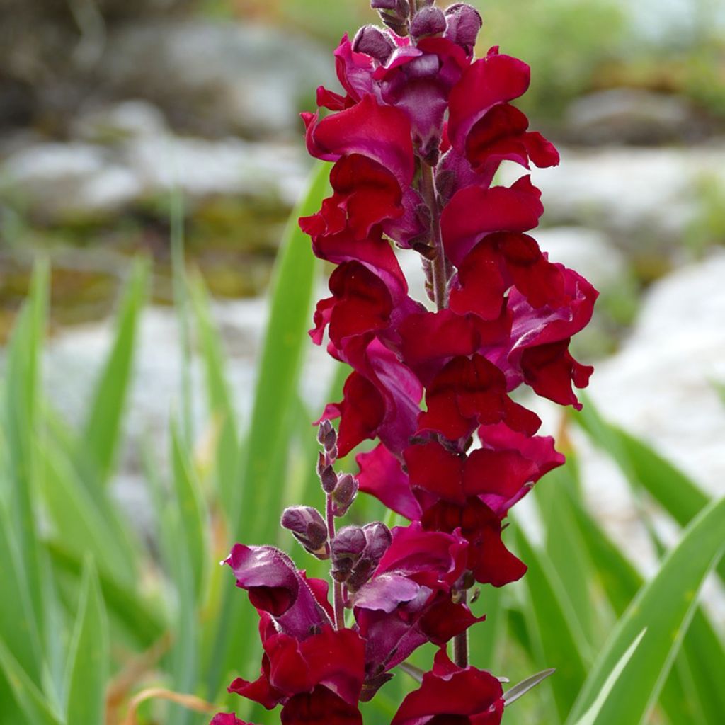 Löwenmäulchen Black Prince (Samen) - Antirrhinum