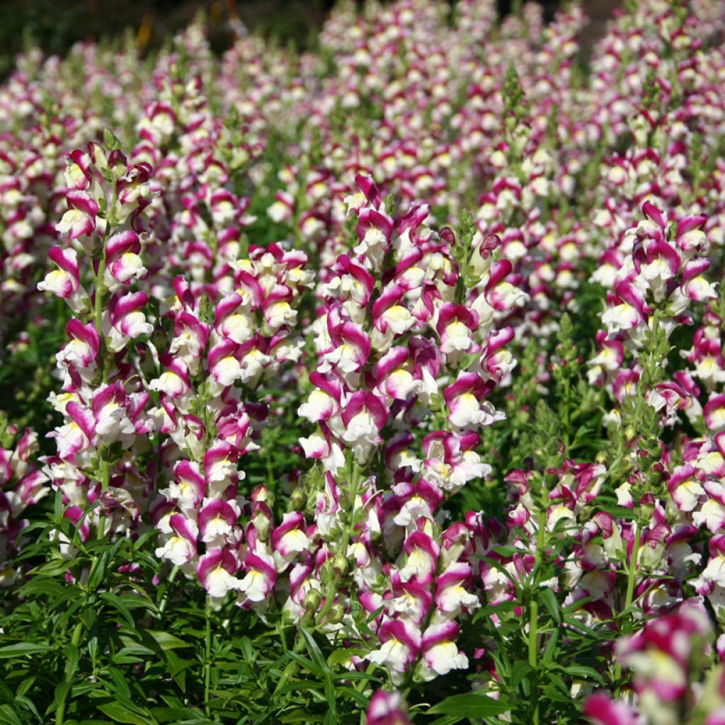 Löwenmäulchen Cherry Twist (Samen) - Antirrhinum majus