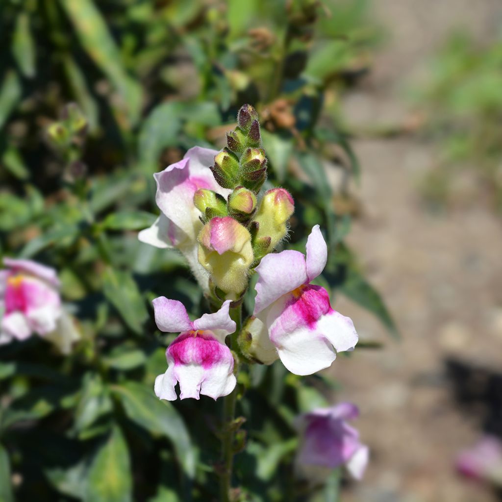 Löwenmäulchen Circus Clowns (Samen) - Antirrhinum