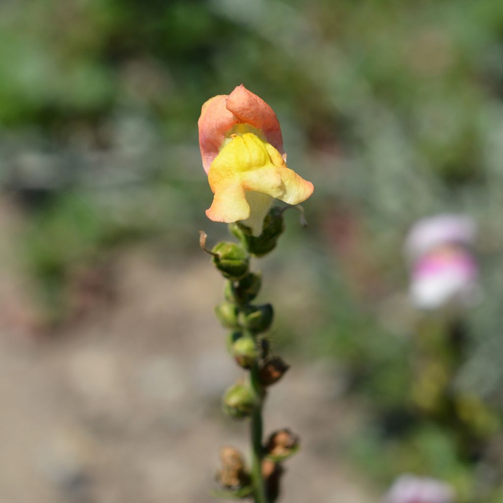 Löwenmäulchen Circus Clowns (Samen) - Antirrhinum